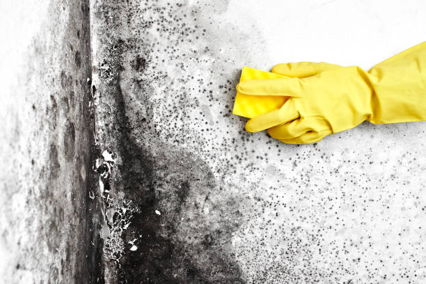 Attic Mold Removal in Great Falls, MT