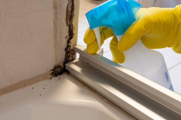 Best Fast Mold Removal  in Great Falls, MT