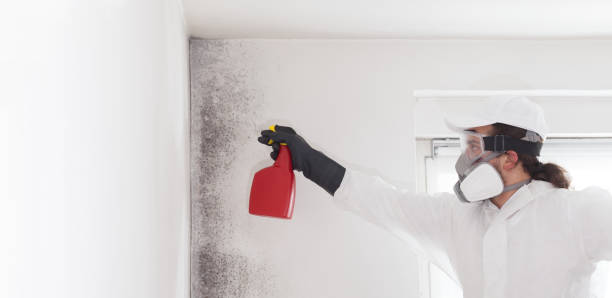 Best Residential Mold Removal  in Great Falls, MT