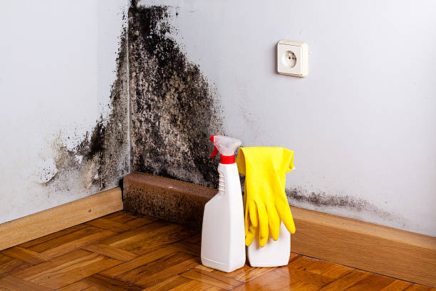 Best Attic Mold Removal  in Great Falls, MT