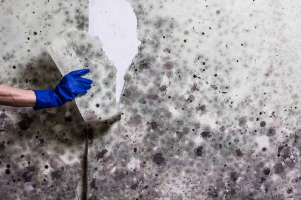Best Commercial Mold Removal  in Great Falls, MT